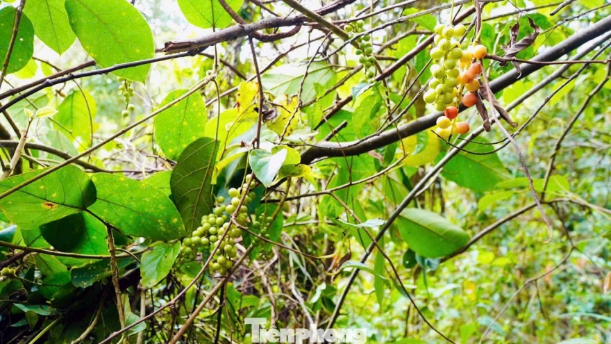 Hái “hạt ngọc trời” giữa rừng kiếm tiền triệu mỗi ngày