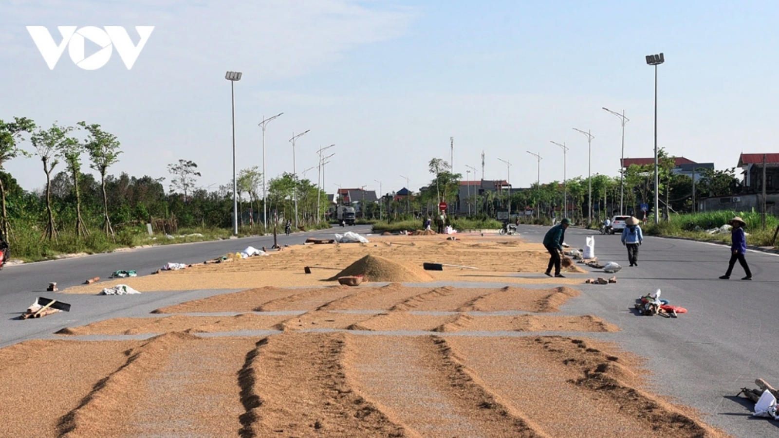 Hành vi phơi thóc lúa trên đường gây cản trở giao thông sẽ bị xử phạt ra sao?