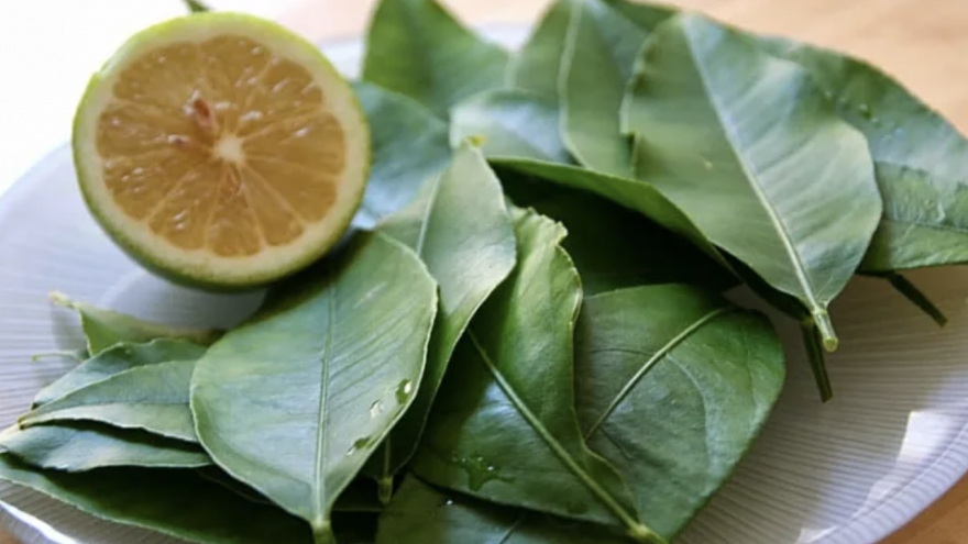 Công dụng tuyệt vời của lá chanh không thể bỏ qua