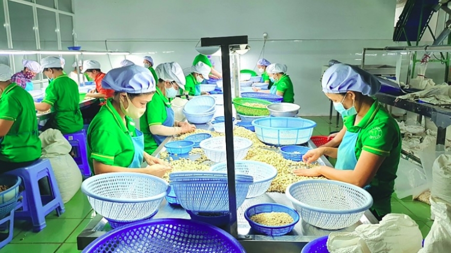 Raw cashew imports exceed US$4 billion in ten-month period