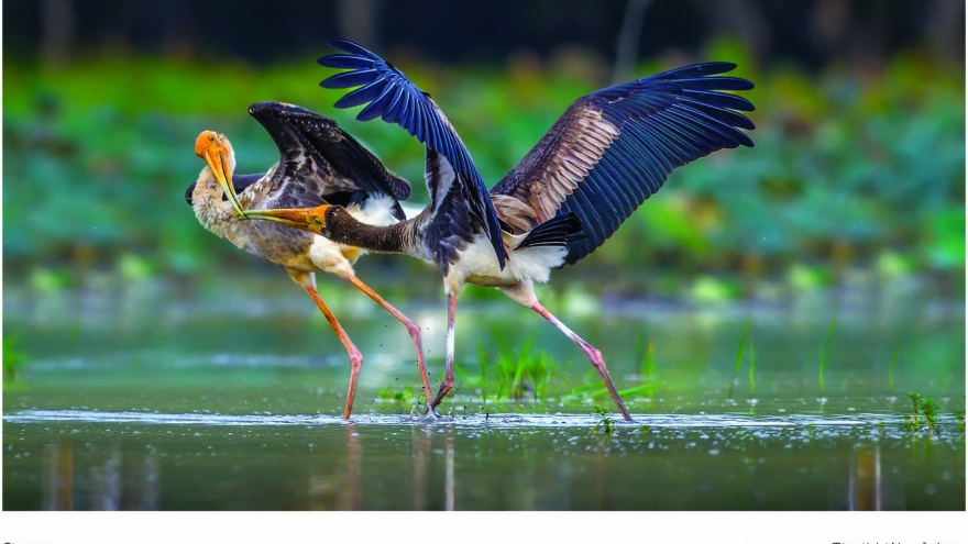 Vũ điệu từ thiên nhiên – Khi nhiếp ảnh kể câu chuyện về đa dạng sinh học Việt Nam