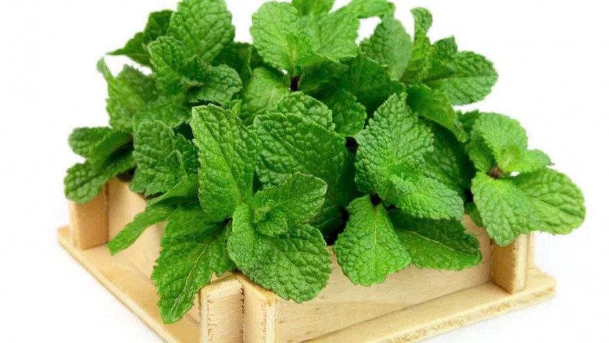 Cây bạc hà - “thần dược” tự nhiên cho cơ thể khỏe mạnh