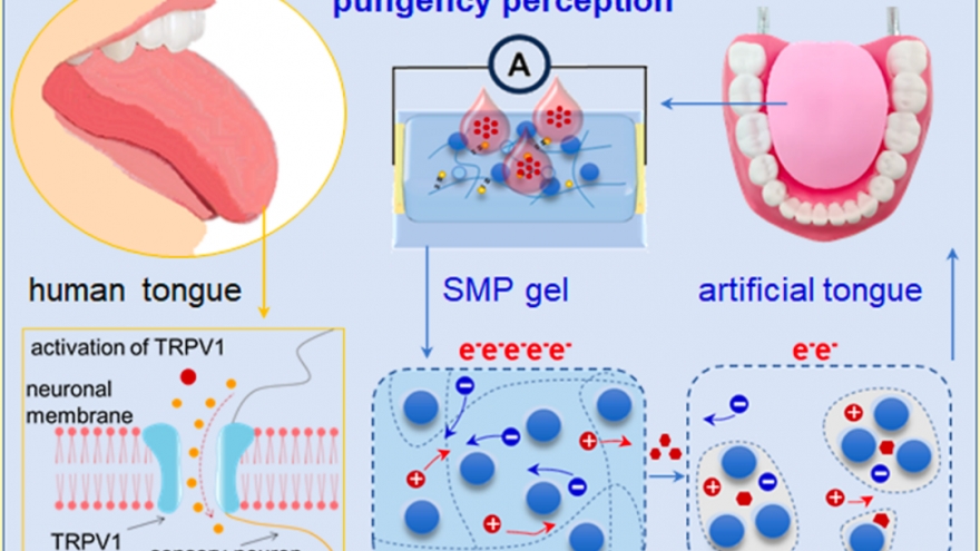 Trung Quốc phát triển “lưỡi nhân tạo” để đo độ cay