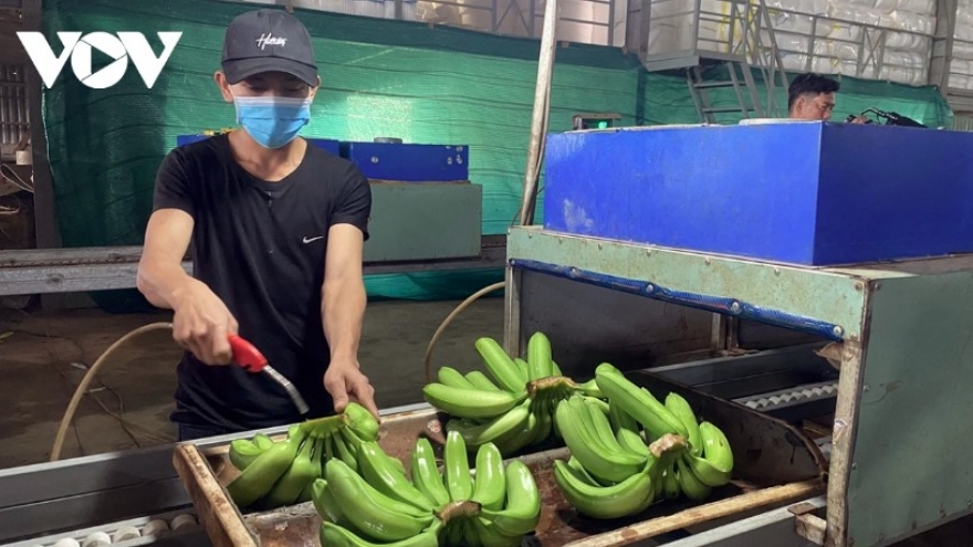 Vietnam rises to second place in China’s giant fruit and vegetable market