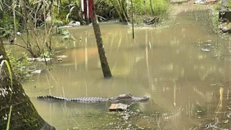 Cần Thơ truy tìm con cá sấu xuất hiện trong vườn nhà dân