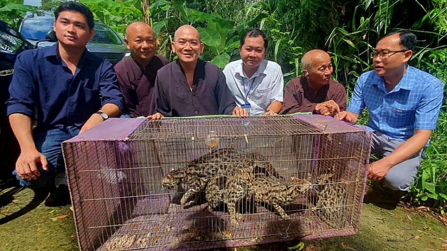 Thả 4 cá thể mèo rừng quý hiếm về rừng U Minh Hạ