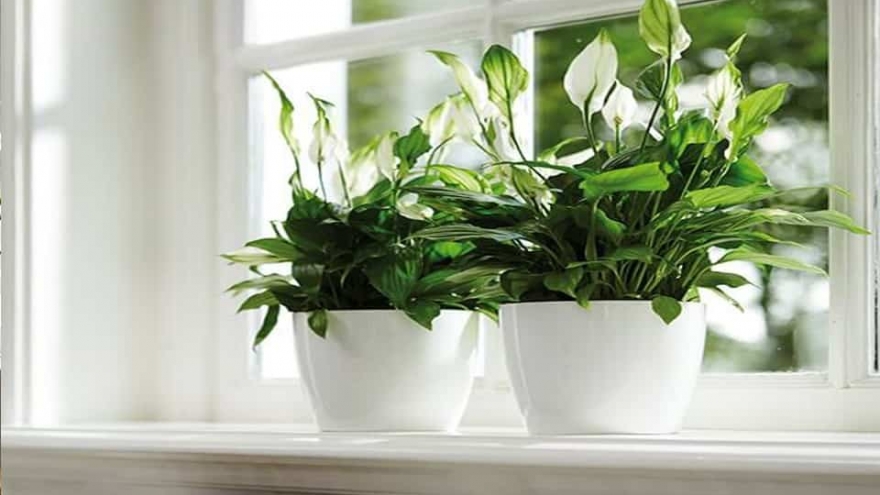 7 loại cây cảnh vừa có ý nghĩa phong thuỷ vừa là máy lọc không khí