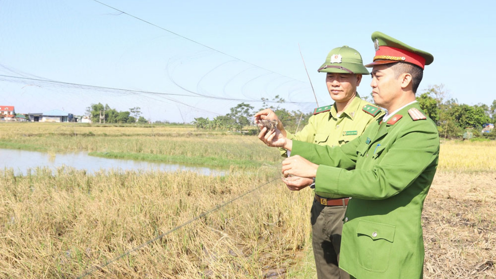 Bắc Ninh ngăn chặn tình trạng săn bắt chim hoang dã