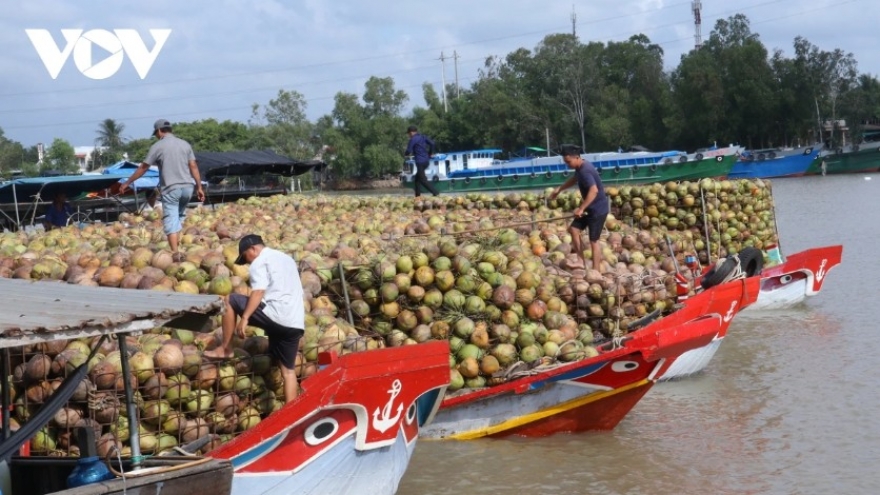 Forum discusses sustainable development solutions for Vietnam’s coconut sector
