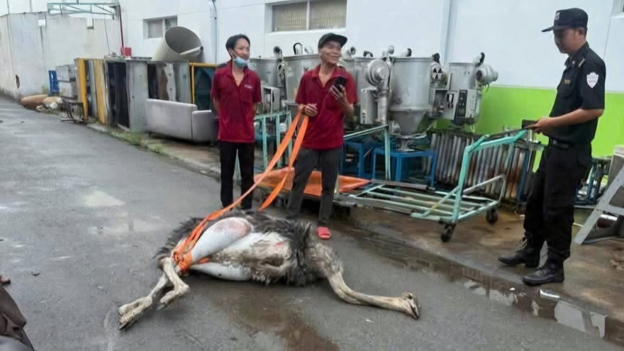Tạm giữ chim đà điểu chạy rong trong khu công nghiệp ở TP.HCM