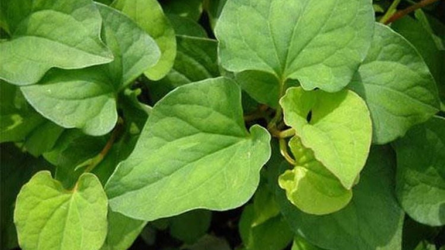 Bí quyết làm đẹp da từ những cây thuốc nam quen thuộc