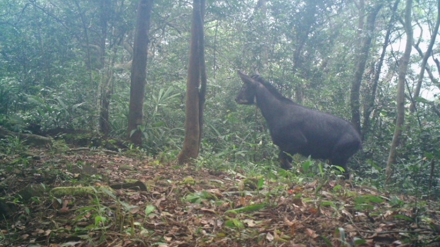 Quang Tri province approves wildlife restoration project