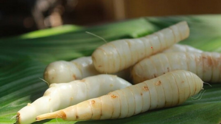 Khám phá công dụng tuyệt vời của củ dong riềng đối với cơ thể