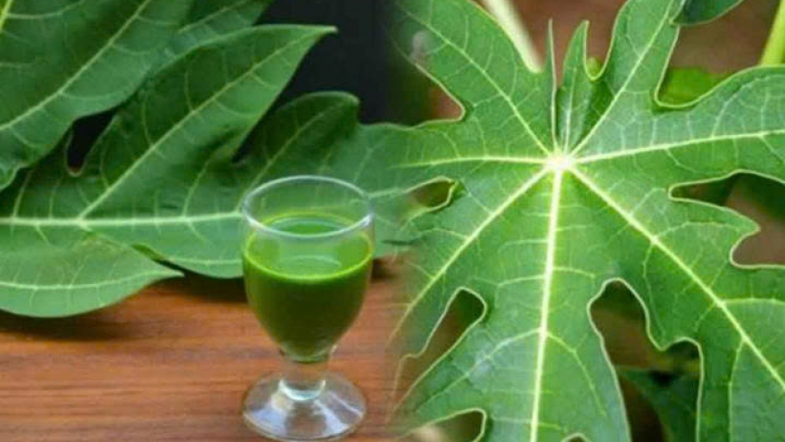 Khám phá tác dụng của nước lá đu đủ đối với cơ thể