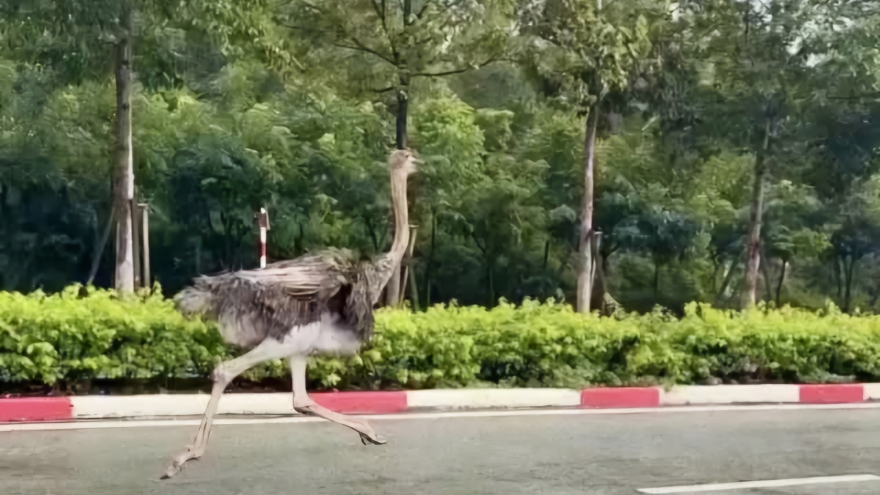 Đà điểu “đi lạc” ở TP.HCM đã chết, địa phương tiến hành tiêu hủy