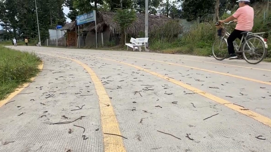 Giun đất bò lên mặt đường ở Đồng Nai gây xôn xao: Lãnh đạo địa phương lý giải