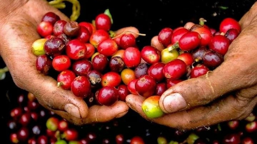 Giá cà phê hôm nay 20/11: Giá cà phê trong nước trung bình ở mức 114.600 đồng/kg