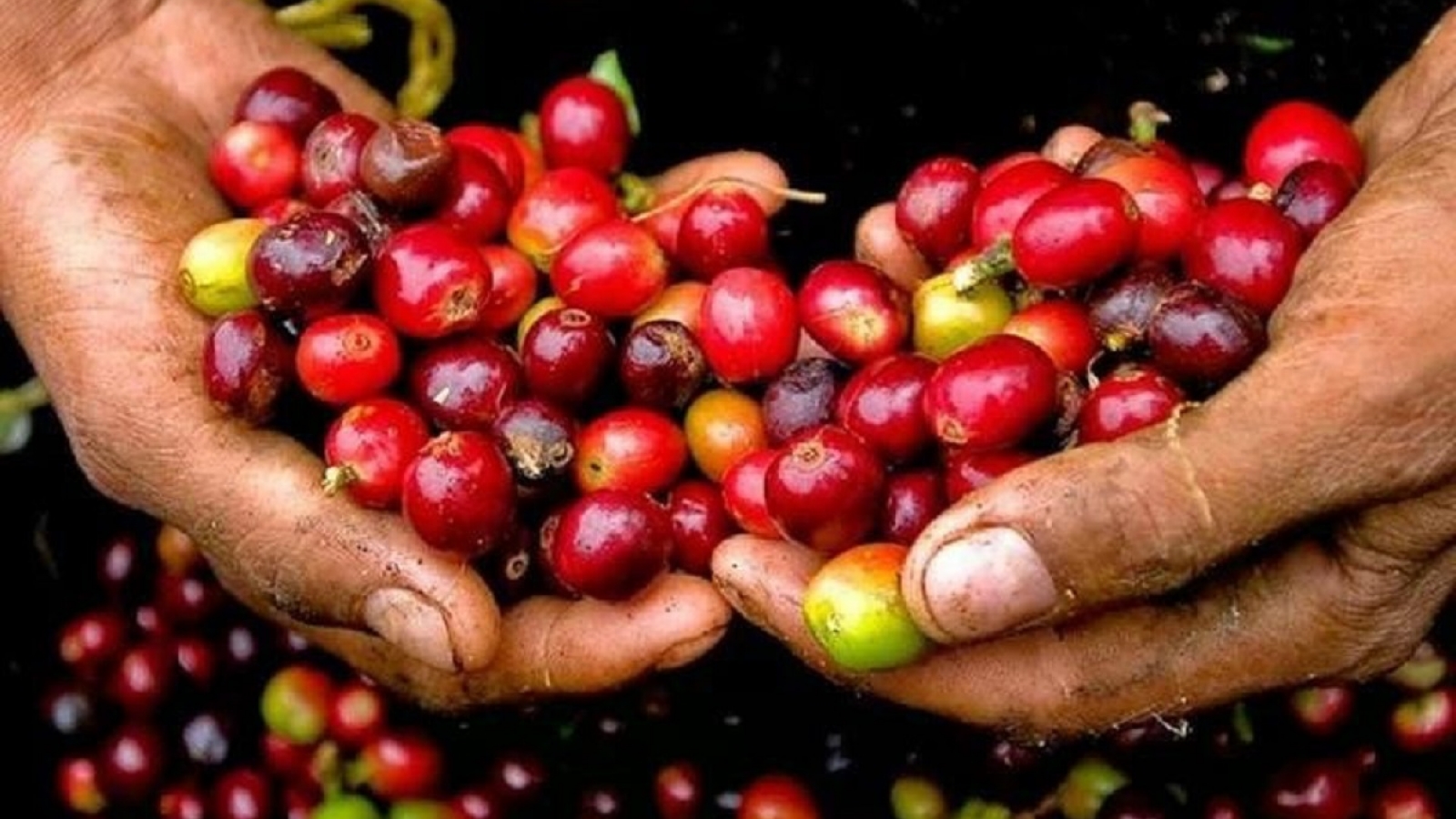 Giá cà phê hôm nay 20/11: Giá cà phê trong nước trung bình ở mức 114.600 đồng/kg