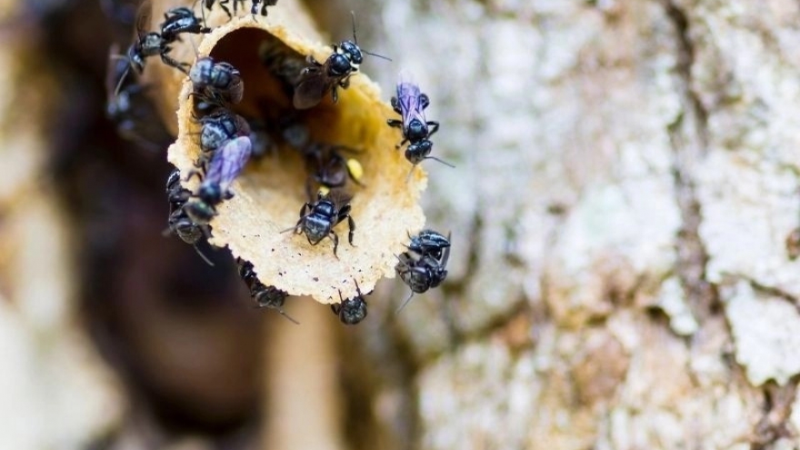 Đặc sản nghe tên "ngượng đỏ mặt", giá lên tới cả triệu đồng/lít