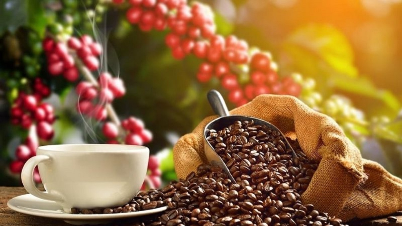 Giá cà phê hôm nay 17/11: Giá cà phê thế giới ổn định, trong nước đi ngang