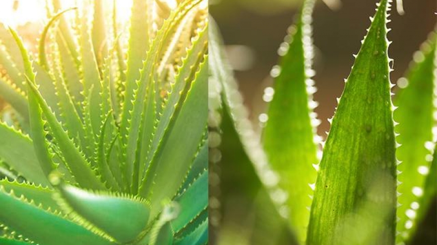 Loại cây có công dụng "thần kỳ" cho sức khỏe, giá rẻ bình dân