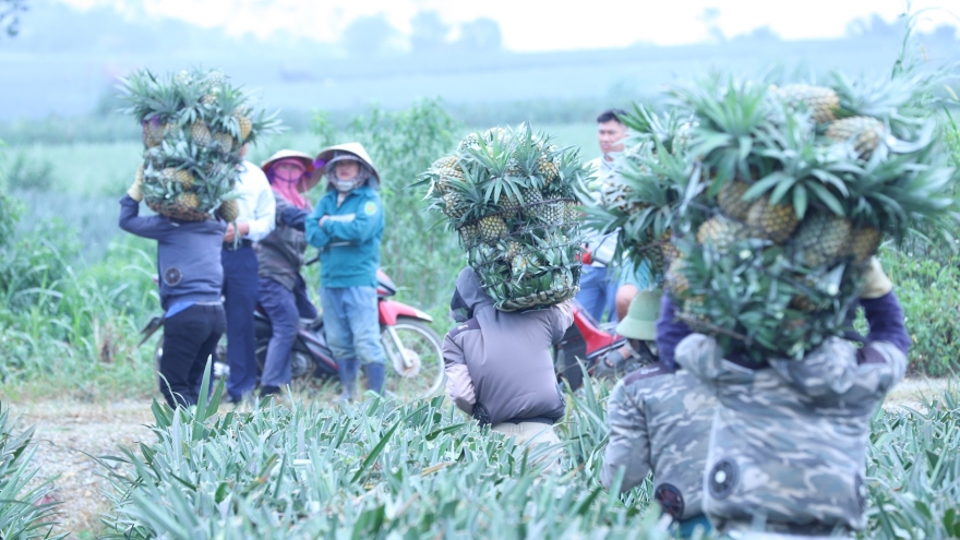 Nông sản, thủy sản, gỗ cùng “tăng tốc”, đưa kim ngạch xuất khẩu vượt 58 tỷ USD