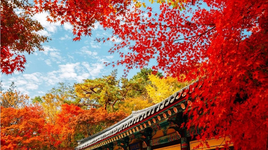 Mùa lá đỏ rực rỡ ở Hàn Quốc và Nhật Bản thu hút du khách Việt Nam