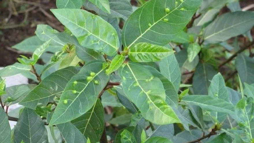 Lá sung: Vị thuốc dân gian với nhiều lợi ích cho cơ thể