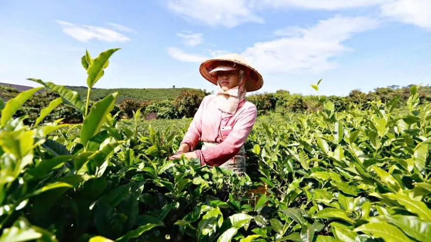 Lam Dong launches first World Tea Fest to promote Vietnamese tea culture