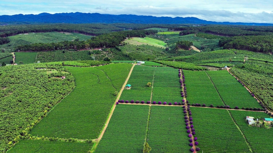 Lâm Đồng - điểm hẹn Lễ hội Trà quốc tế 2025