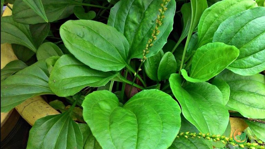 Khám phá công dụng chữa bệnh tuyệt vời của bông mã đề