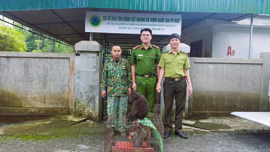 Nghe An residents hand over two endangered macaques to national park authorities