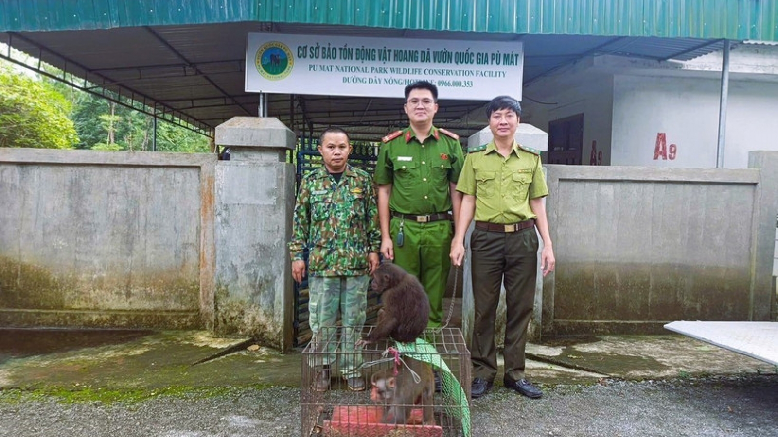 Nghe An residents hand over two endangered macaques to national park authorities