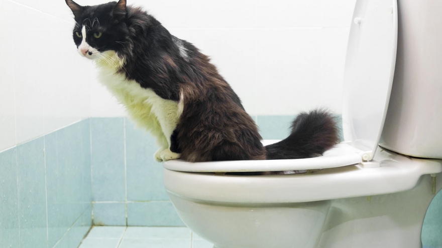Cách dạy thú cưng đi vệ sinh ở bồn cầu rất đơn giản