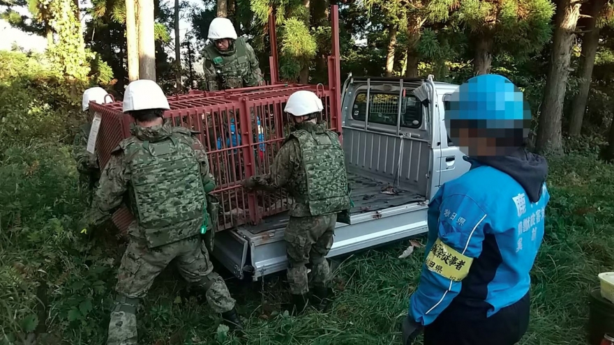 Gấu tấn công người: Nhật Bản phải huy động lực lượng phòng vệ và UAV để ngăn chặn