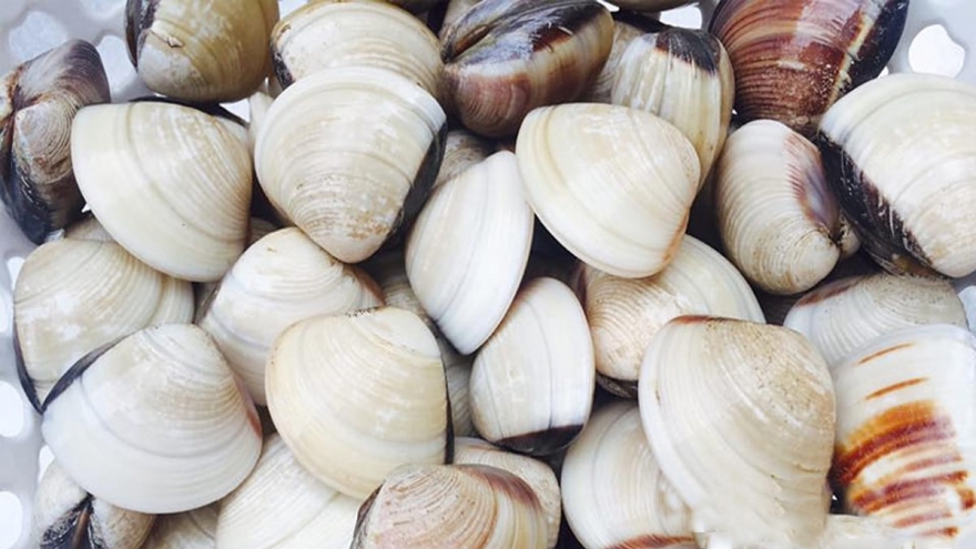 Cách bảo quản ngao an toàn, giữ trọn vị ngọt tự nhiên