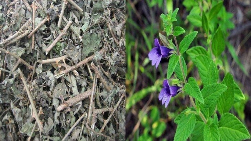 Tác dụng ít biết của cây nhân trần và những lưu ý khi sử dụng