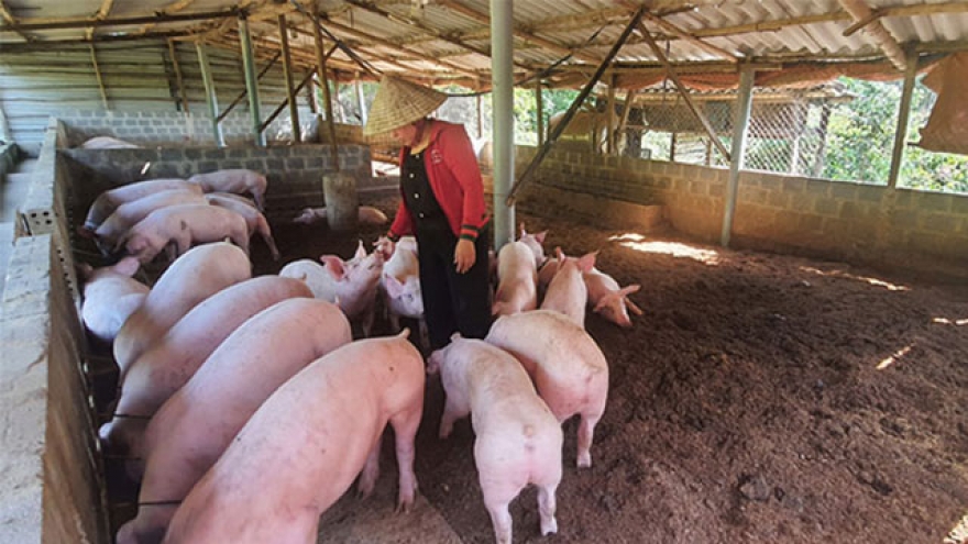 Kiểm tra phản ánh chăn lợn trong cụm công nghiệp ở Bắc Ninh gây ô nhiễm