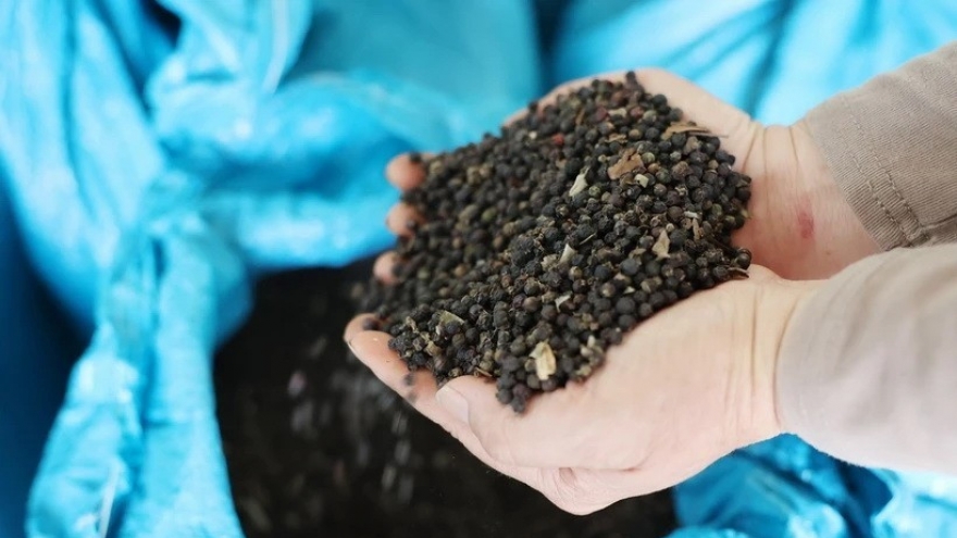 Pepper exports maintains over 25% growth