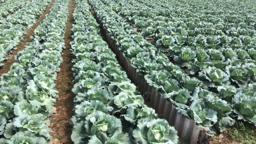 Vì sao giá rau tăng phi mã, mãi vẫn chưa giảm?