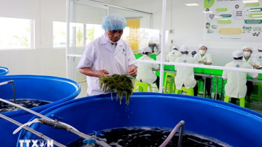 Company brings Vietnamese sea grapes to the world