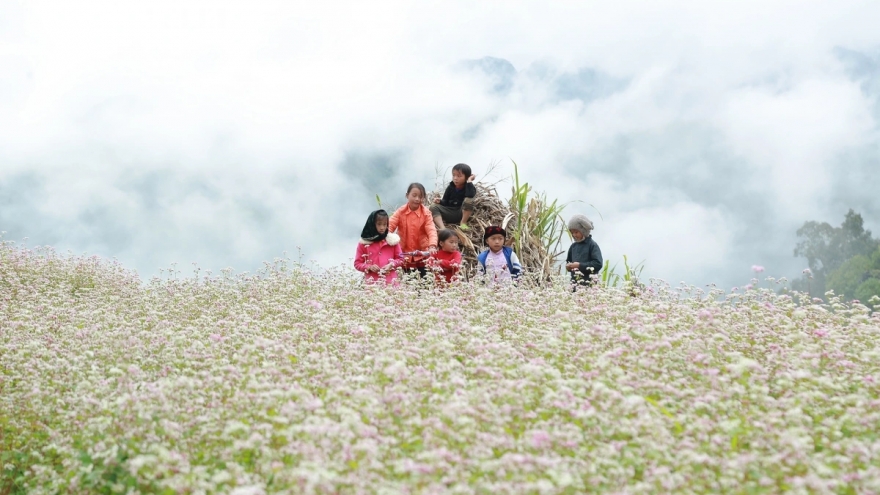 Lễ hội hoa Tam giác mạch 2025 sẽ khai mạc ngày 29/11 tại xã Đồng Văn, Tuyên Quang