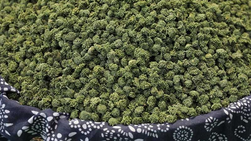 Những cây thuốc trị mất ngủ hiệu quả và lưu ý quan trọng không nên bỏ qua