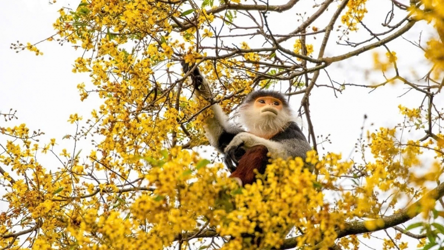 Da Nang seeks continued WWF partnership for biodiversity conservation