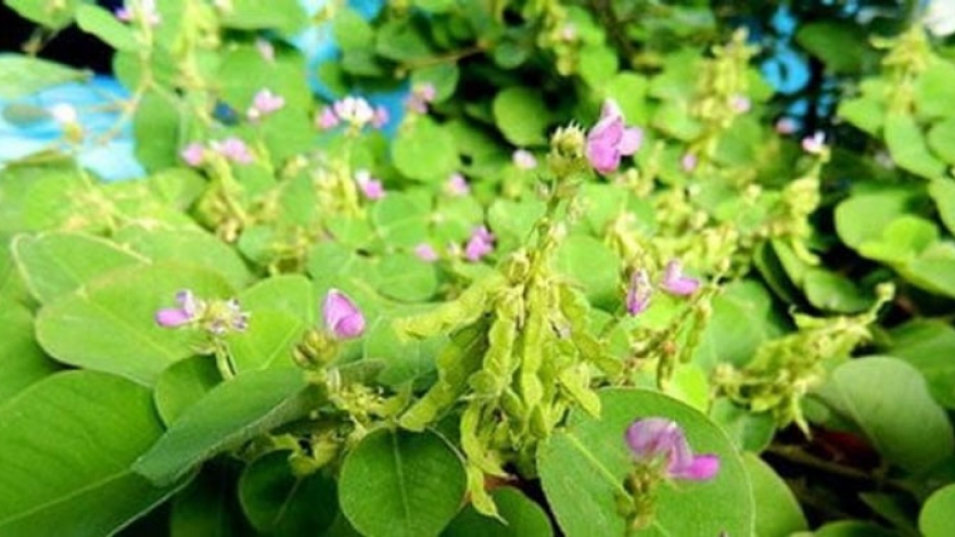 Chữa thận hư bằng thuốc nam: Bác sĩ cảnh báo rủi ro từ 4 loại cây phổ biến