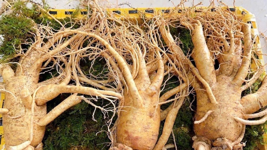 Những cây thuốc nam chữa yếu sinh lý: Giải pháp tự nhiên an toàn và hiệu quả