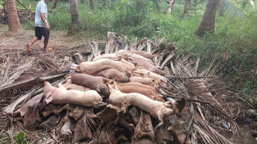 Vĩnh Long: Bệnh dịch tả heo châu Phi vẫn gia tăng ra diện rộng