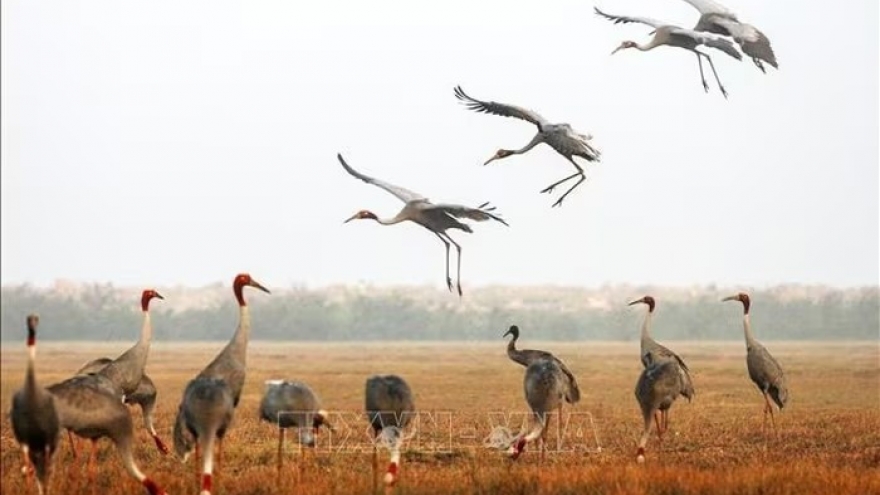 Dong Thap boosts conservation, ecotourism development at Tram Chim National Park