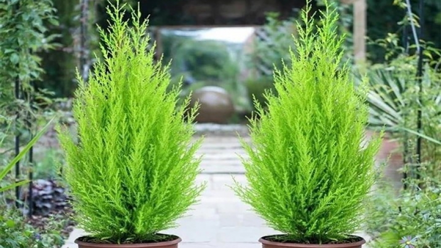 8 loại cây cảnh không phù hợp đặt ở phòng làm việc