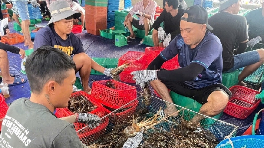 Người dân Đắk Lắk hối hả bán tháo tôm hùm chạy bão số 13